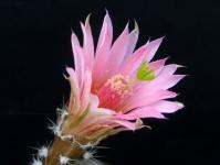 Thumbnail of 0623_Echinocereus gentryi_20190605_02(1).JPG